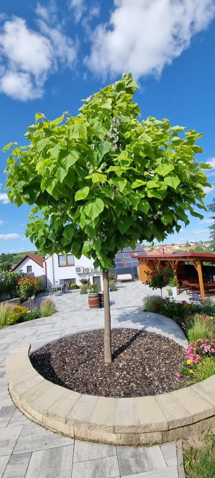 Penzion U Bustiku Sardice 外观 照片